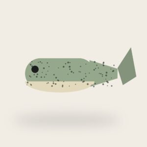 paddle tail — placeholder image