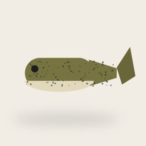 paddle tail green pumpkin — placeholder image